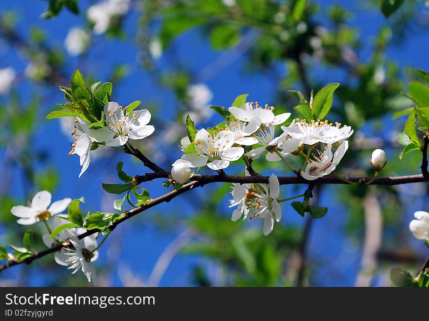 Blossoming tree with white flowers on blue sky background. Blossoming tree with white flowers on blue sky background