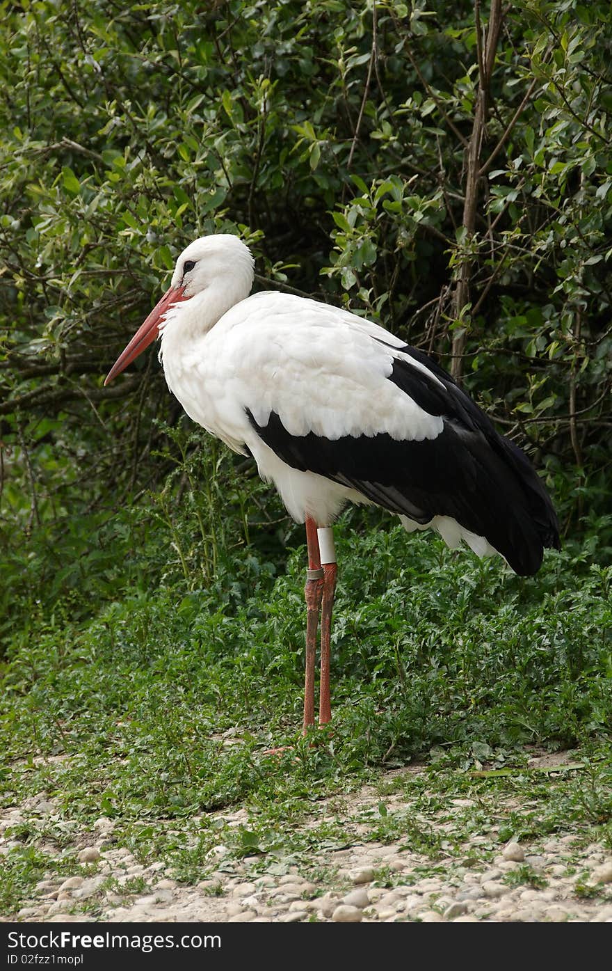 Stork