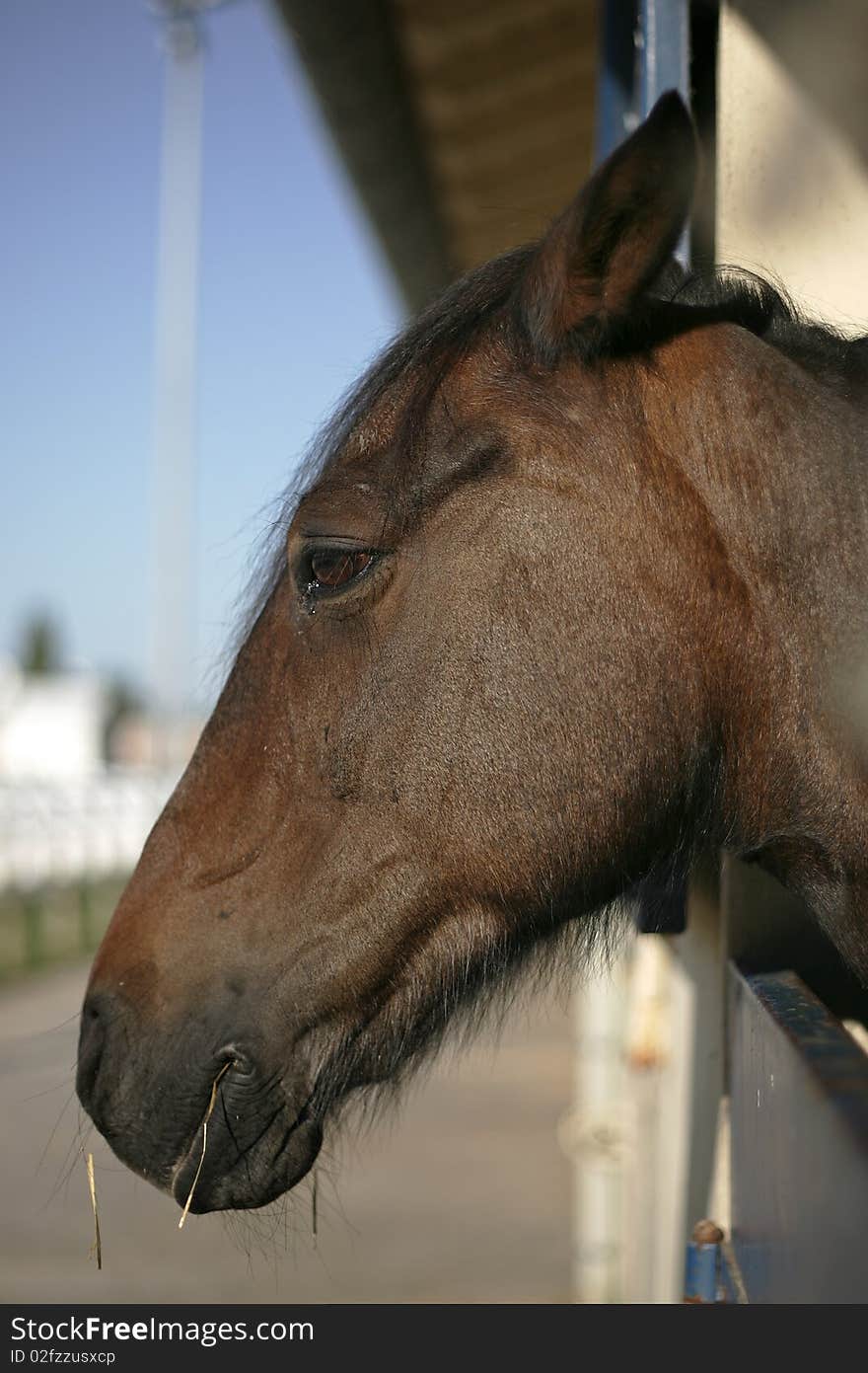 Horse head with selective depth of field