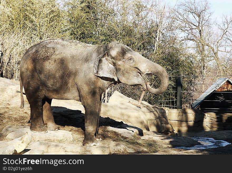 Cute little elephant at st louis zoo