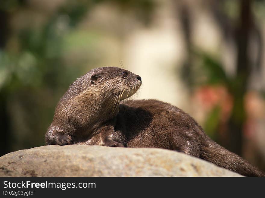 The asian short-clawed otter - Amblonyx cinereus. The asian short-clawed otter - Amblonyx cinereus.