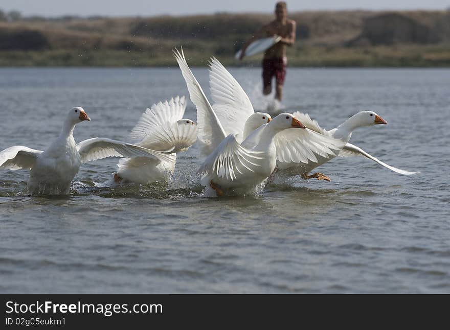 Surfer and geese