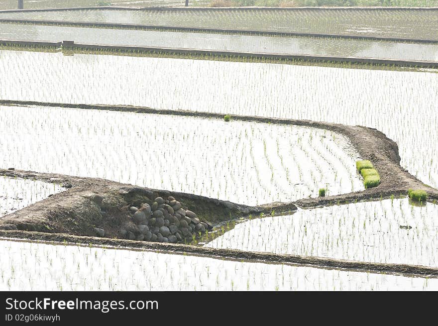 Rice fields full of water on the piedmont