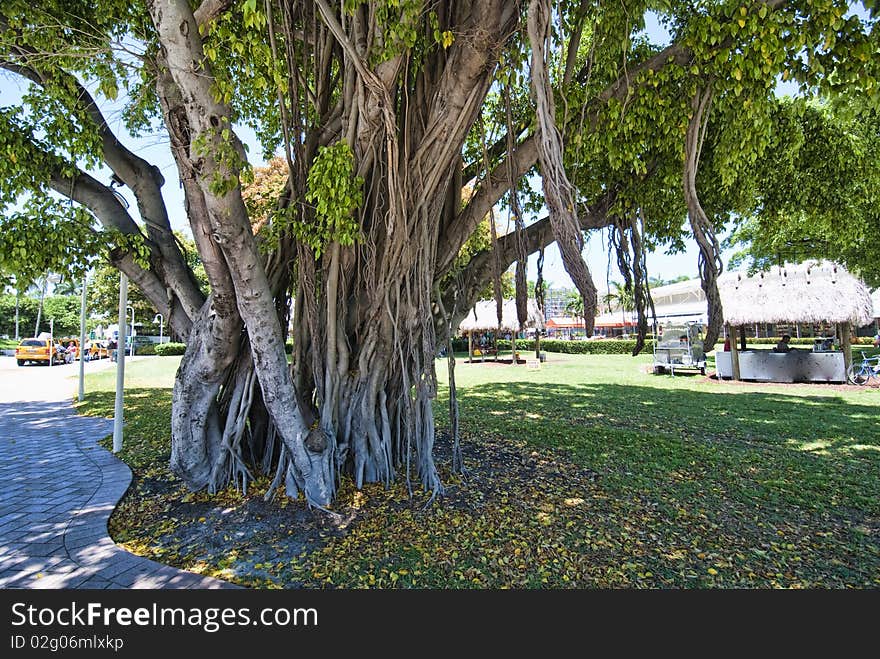 Detail of a Park in Miami, Florida, April 2009