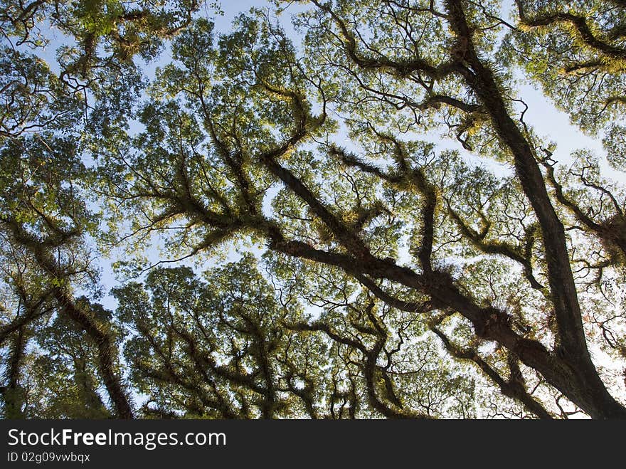 Detail of Daintree National Park