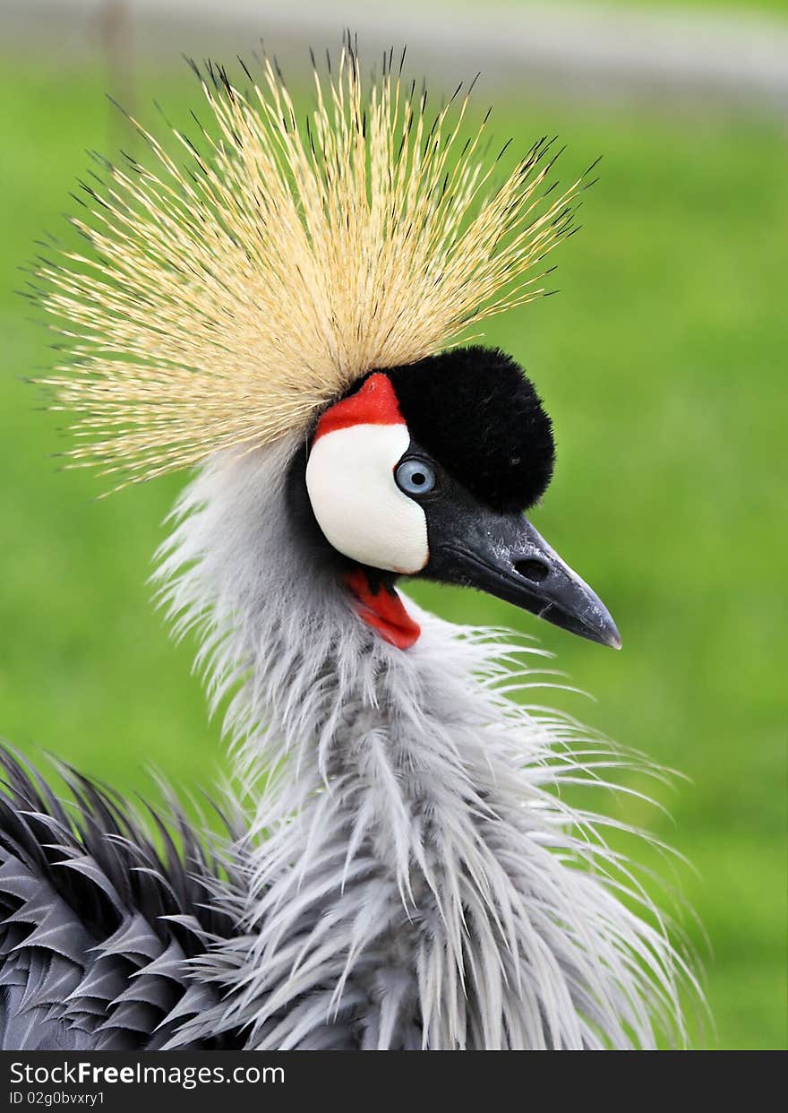 head of grey crowned crane - balearica regulorum gibericeps