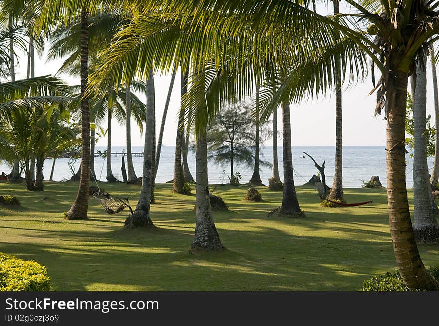 Palm trees garden.