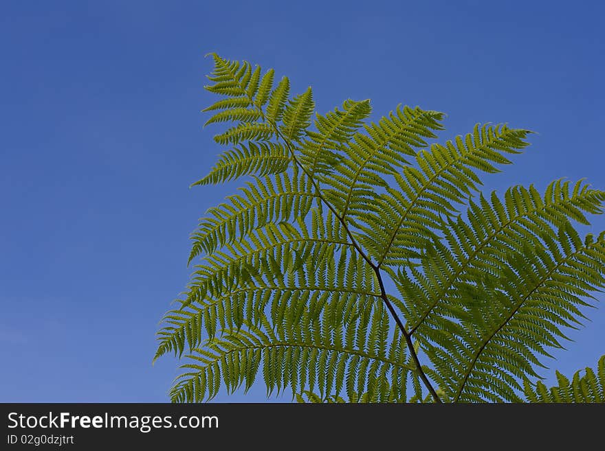 Green leaf of fern on the blue background