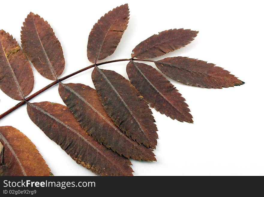 Dry autumn leaves