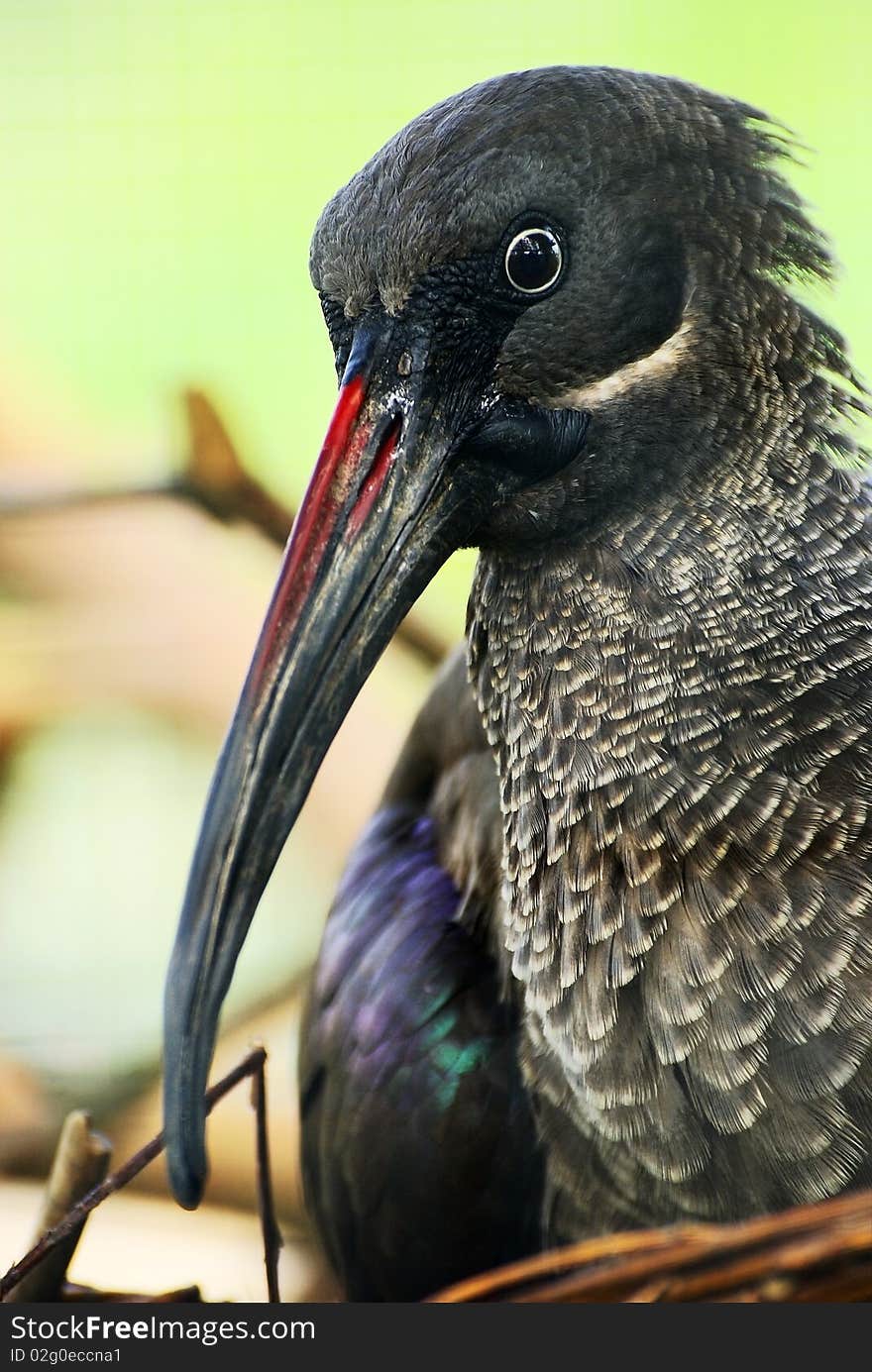 Hadeda hadada ibis