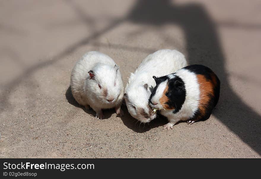 guinea pigs