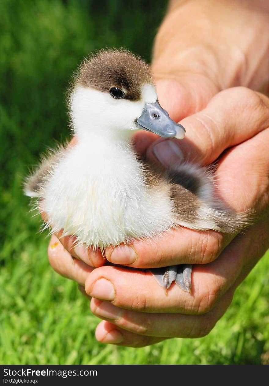 Chicken of Ruddy Shelduck in hands - Tadorna ferruginea