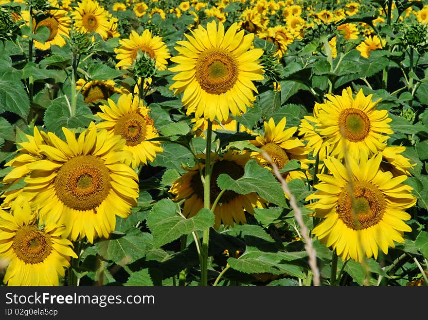 Gorgeous meadow full of Sunflowers in Tuscany. Gorgeous meadow full of Sunflowers in Tuscany