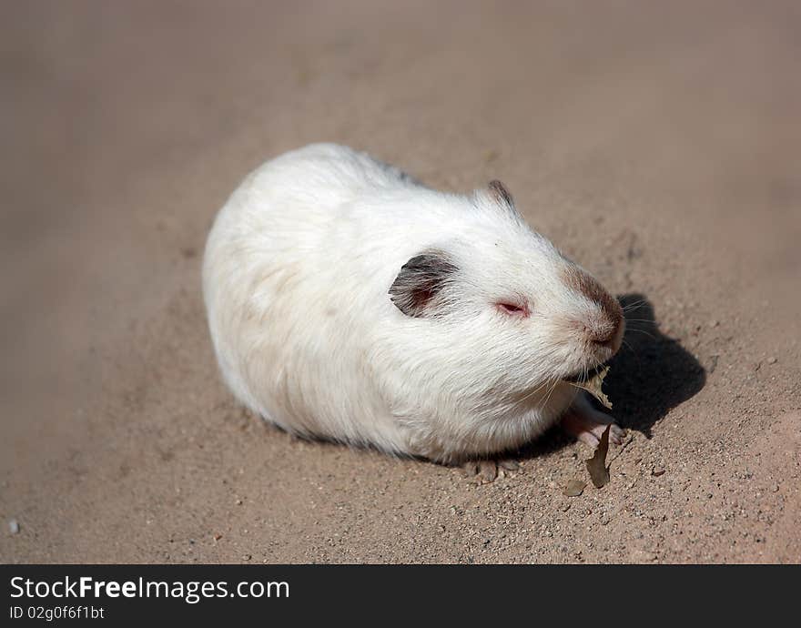 Guinea pig