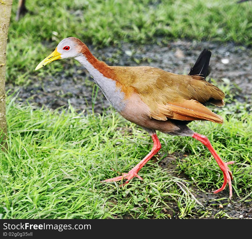 Grey-necked Wood-rail