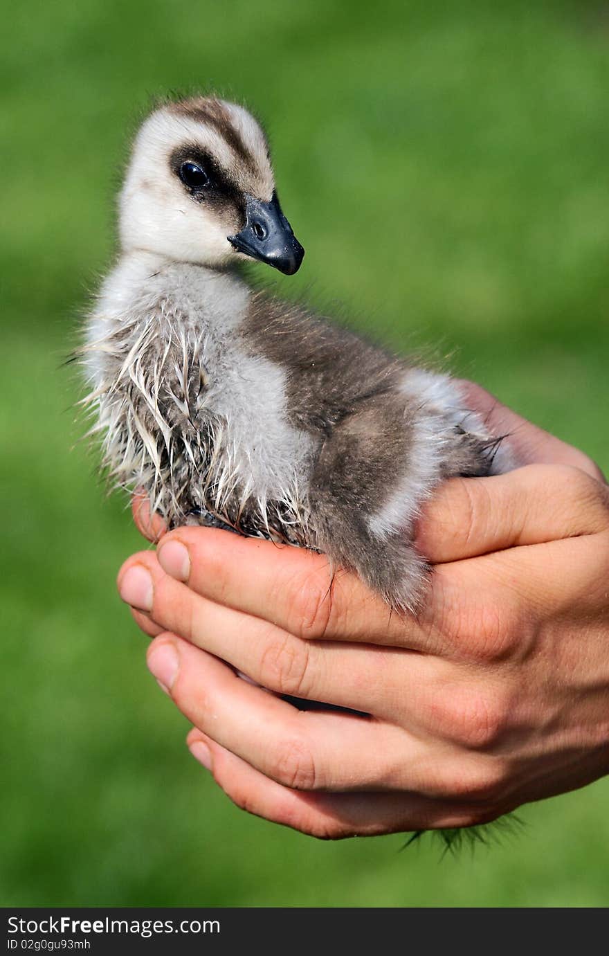 Chicken of upland or magellan Goose in hands- chloephaga picta