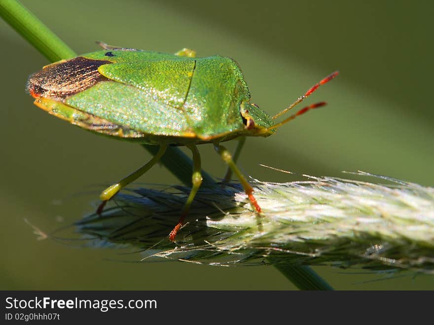 Close-up of Palomena prasina on the - heteroptera - pentatomidae - Palomena viridissima