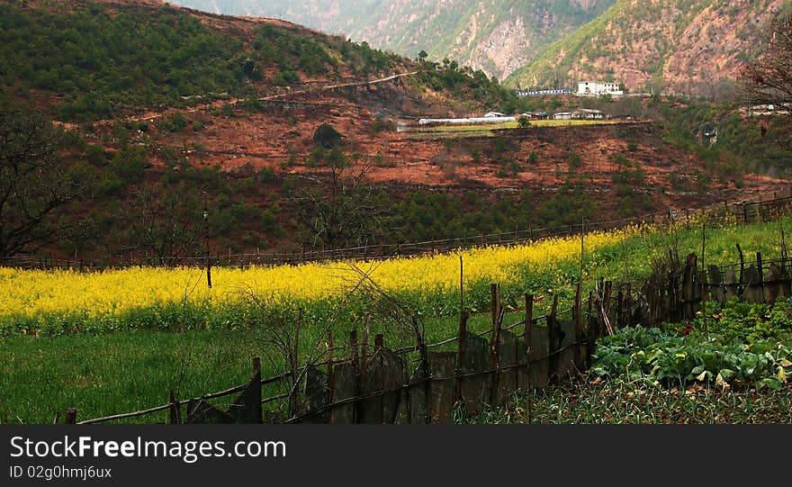 A small village in Yunnan Province of China, with cole flowers and green grass land.