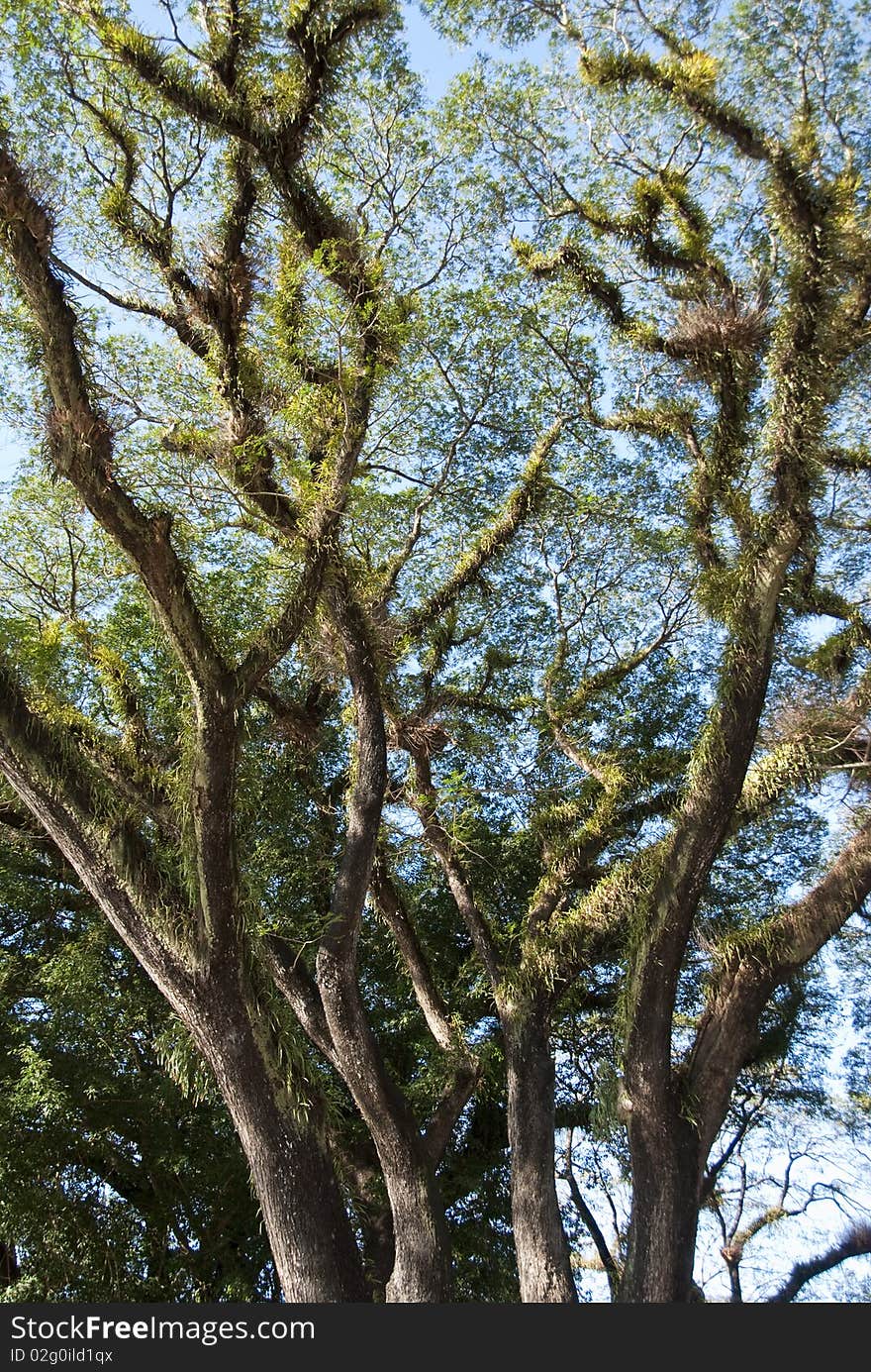 Detail of Daintree National Park