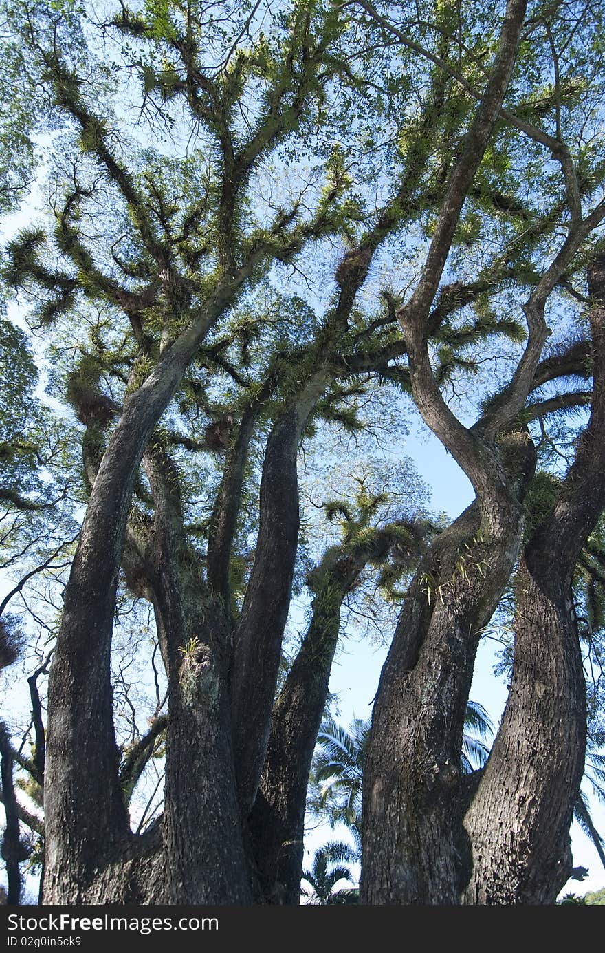 Detail of Daintree National Park