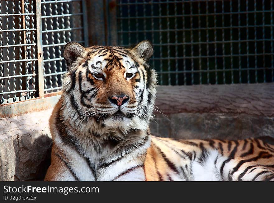 Tiger resting in the zoo. Tiger resting in the zoo.