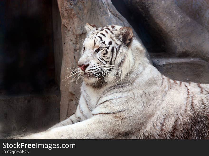 White tiger in the zoo .