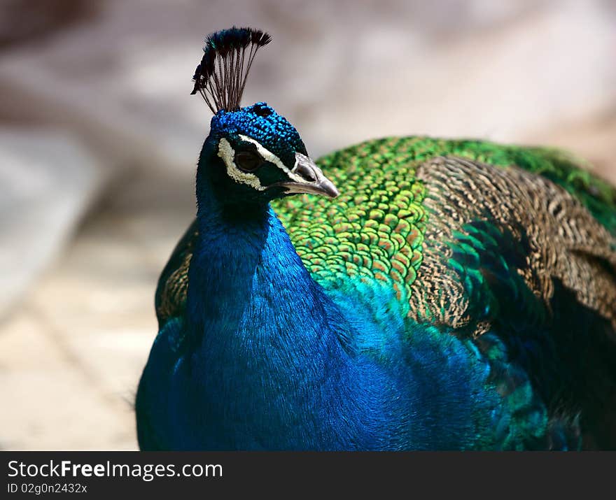 Blue peacock