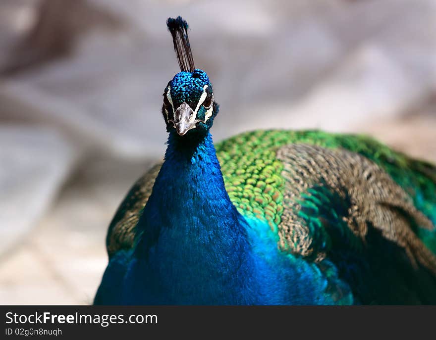 Blue peacock