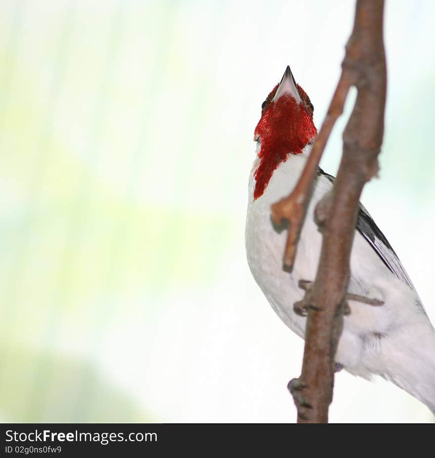 A tropical bird perched on a branch of a tree. A tropical bird perched on a branch of a tree