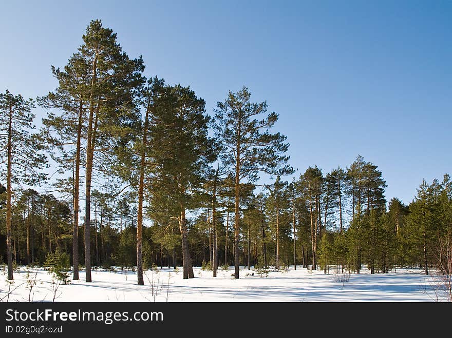 Winter wood