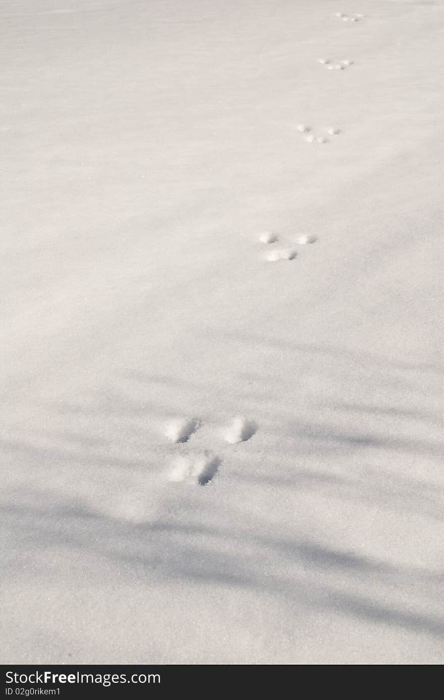 Traces of a wild animal on a white snow. Traces of a wild animal on a white snow