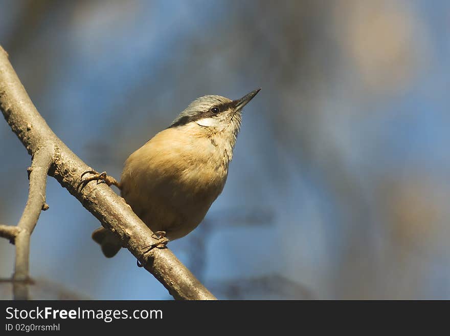 Eurasian nuthatch (Sitta europaea)on a branch against the blue sky