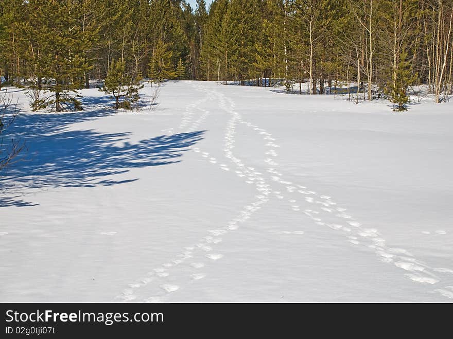 Traces of a wild animal on a white snow. Traces of a wild animal on a white snow