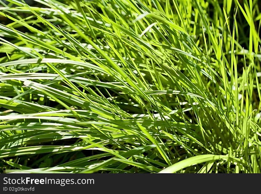 Clean grass texture, could easily be used in any design, enjoy. Clean grass texture, could easily be used in any design, enjoy.