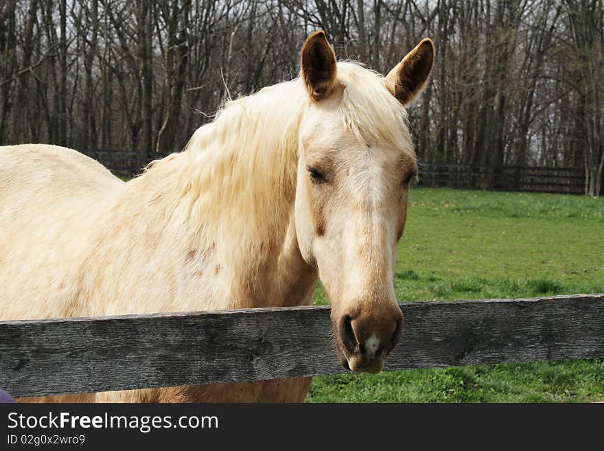 Blond Horse