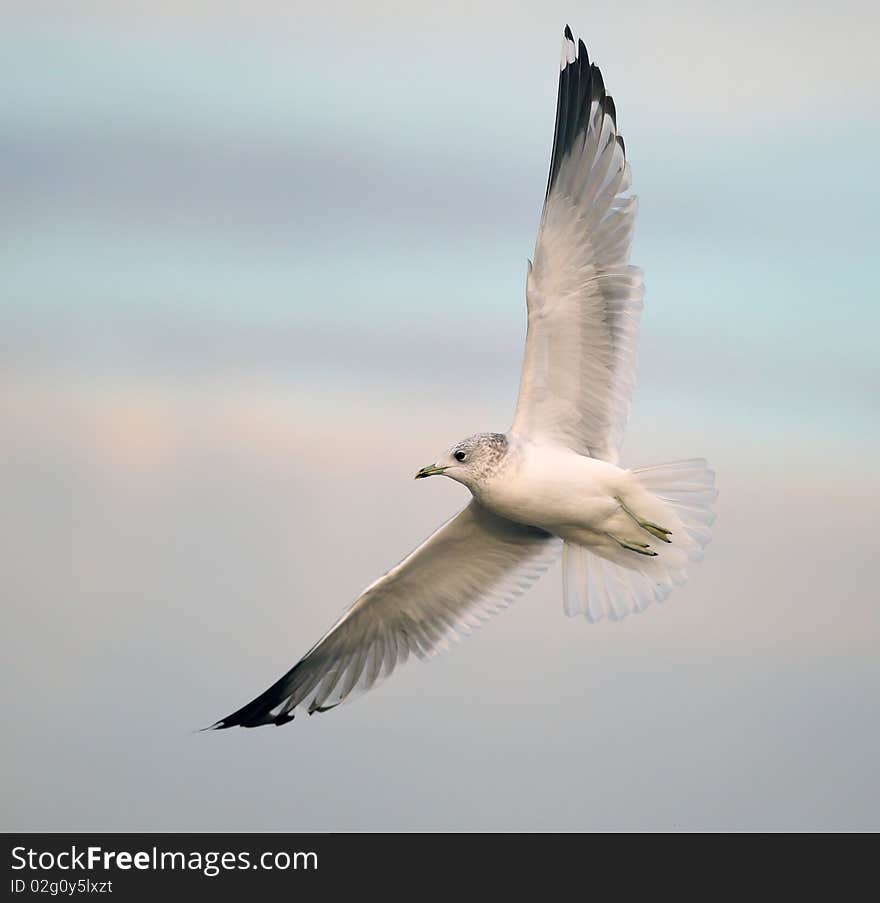 Common seagull