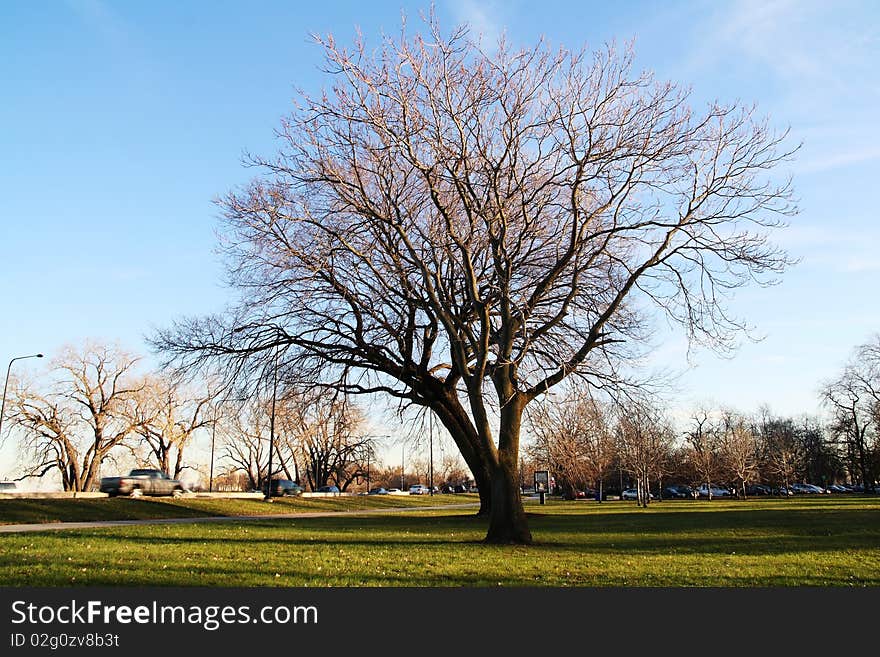 Bare tree