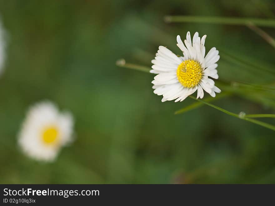 Flowers Macro, Tuscany