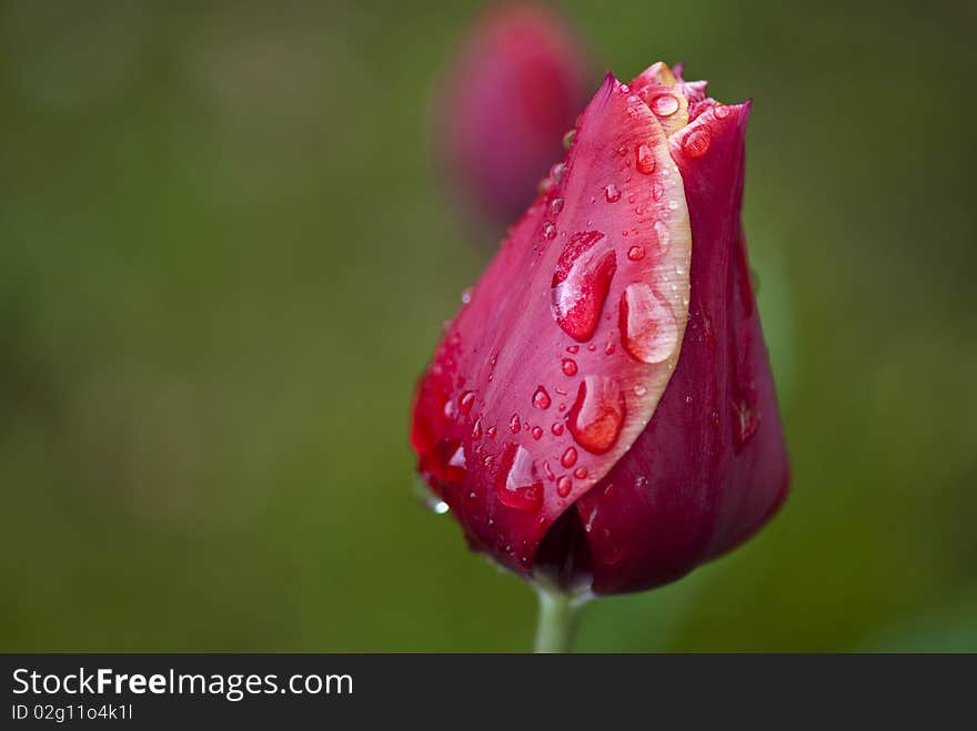 Red Tulip on a Tuscan Garden, Italy