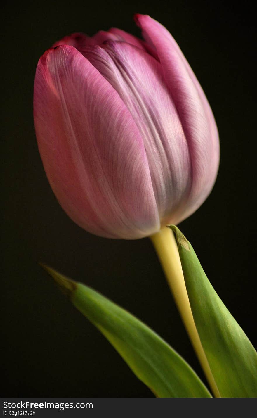 Pink Tulip on Black Background