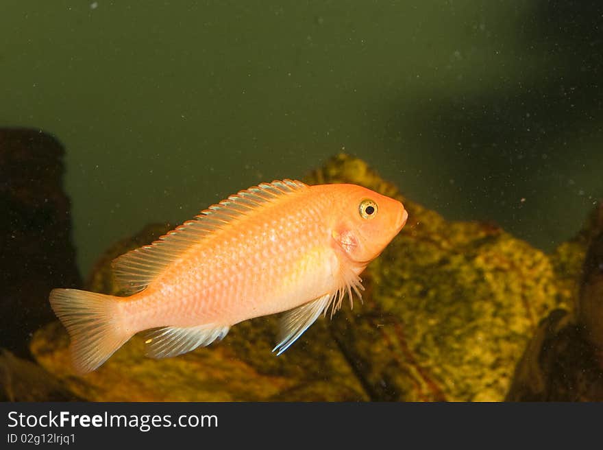 Red Cichlid in Aquarium