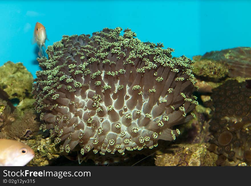 Coral in Aquarium