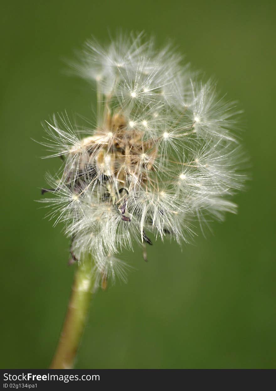 Dandelion