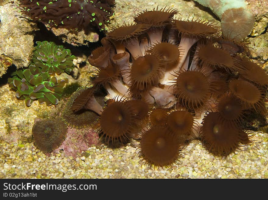 Brown Coral in Aquarium