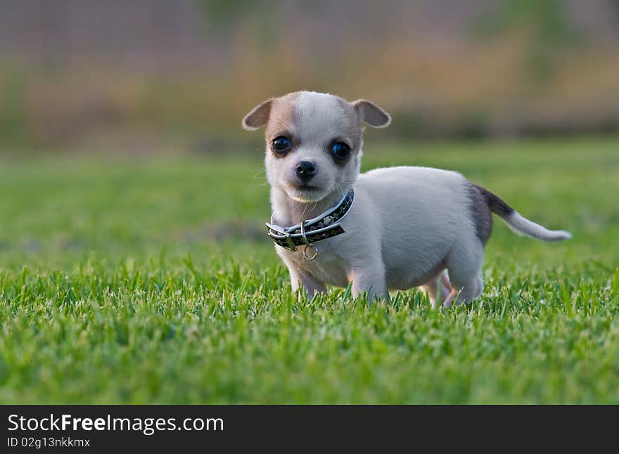 Little Puppy On The Lawn