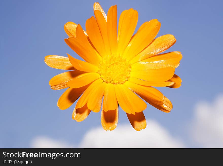 Calendula Officinalis 
Isolated on blue sky