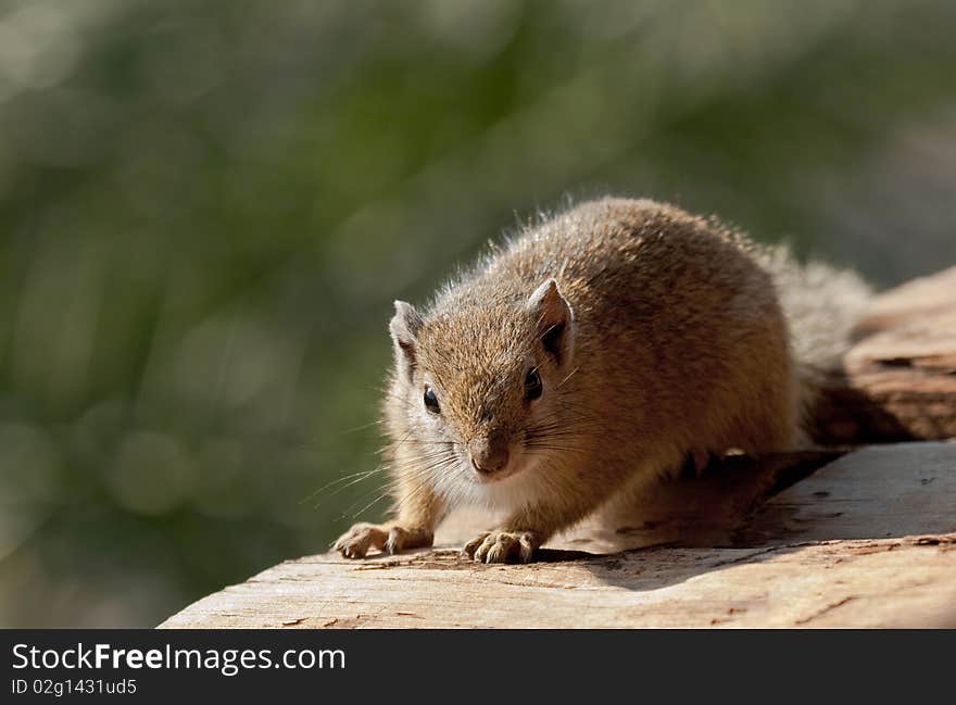 A squirrel soaks up the morning sun in Africa. A squirrel soaks up the morning sun in Africa.