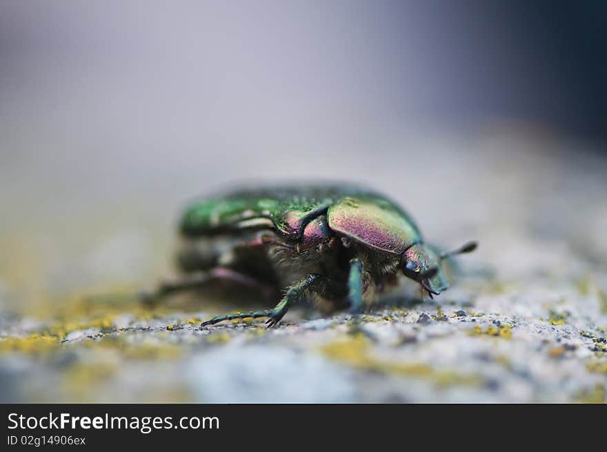 Spring Green Rose chafer (Cetoniinae)