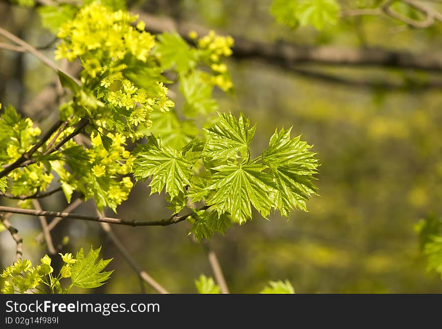 Young Sprout Of Maple