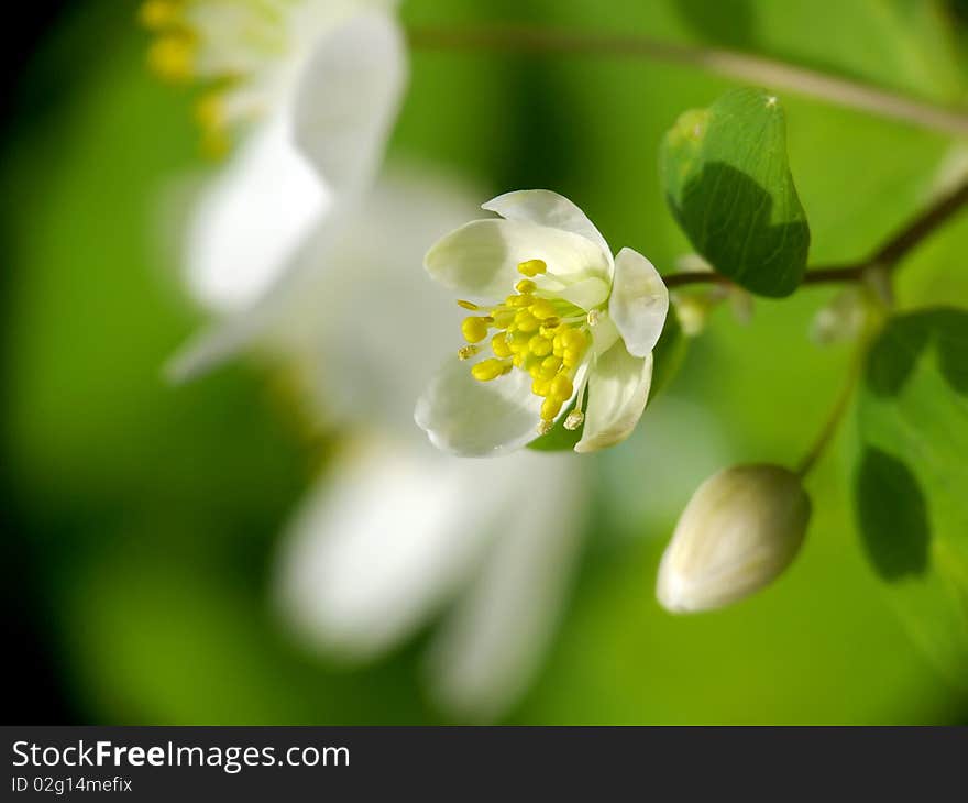 Snowdrop Anemone (Anemone sylvestris) in Spring season. Shallow focus.